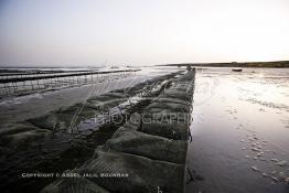 Image du Maroc Professionnelle de  À partir de 2004, la baie de Dakhla qui dispose de l’écosystème le plus adapté à l’élevage d’huîtres a connu l'installation de plusieurs projets ostréicoles productifs. Les premières fermes ostréicoles se sont installées en 2002 dans la région, devenue ces dernières années la plus productrice du pays avec 280 tonnes d’huîtres par an et un millier de personnes employées.  Mardi 21 Novembre 2006. (Photo / Abdeljalil Bounhar)


 